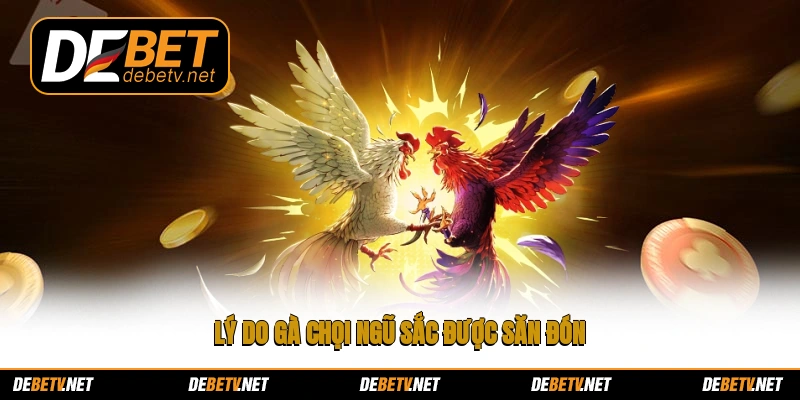 Lý do gà chọi ngũ sắc được săn đón